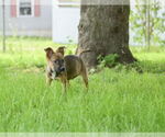 Small #2 German Shepherd Dog Mix