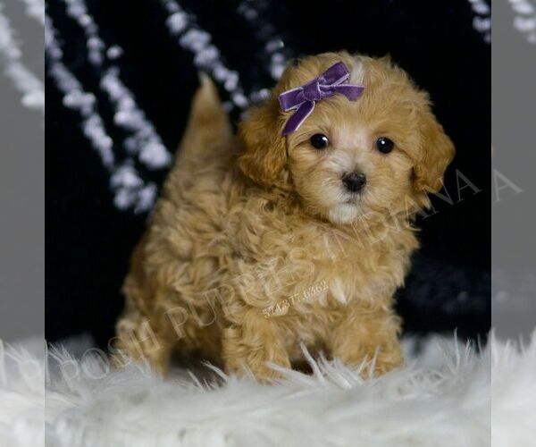 Medium Photo #5 Maltipoo Puppy For Sale in WARSAW, IN, USA