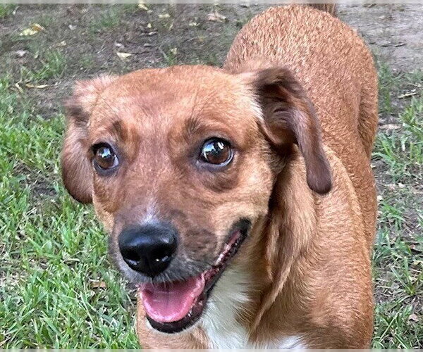 Medium Photo #3 Feist Terrier-Unknown Mix Puppy For Sale in Boston, MA, USA