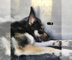 German Shepherd Dog Dogs for adoption in San Antonio, TX, USA