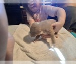 Small #1 American Pit Bull Terrier