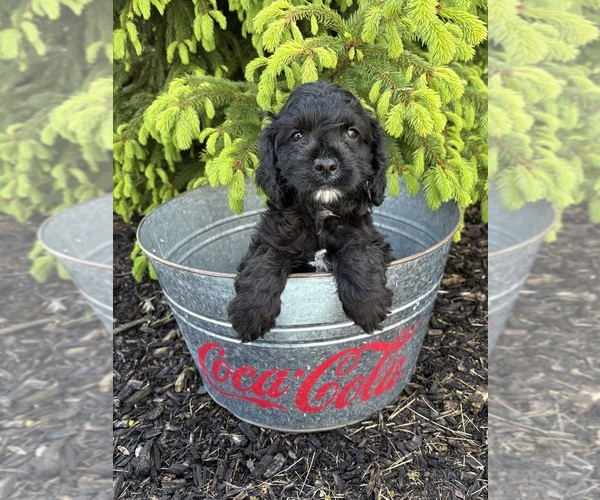Medium Photo #4 Golden Mountain Doodle Puppy For Sale in MIDDLEBURY, IN, USA