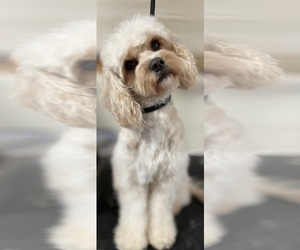 Mother of the Cavapoo puppies born on 09/14/2025