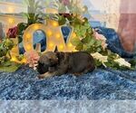 Small #2 Cane Corso