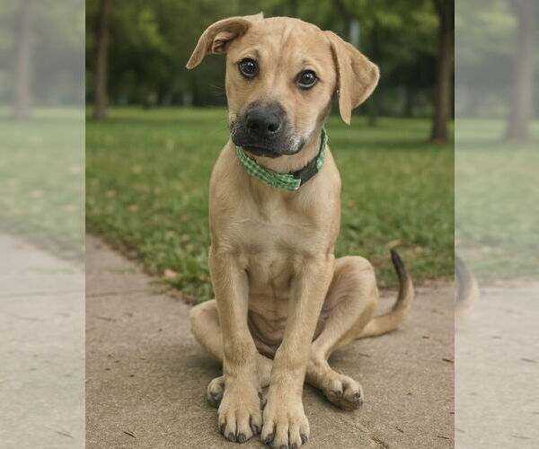 Medium Photo #12 Mutt Puppy For Sale in Vail, AZ, USA