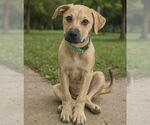 Small #11 Mutt