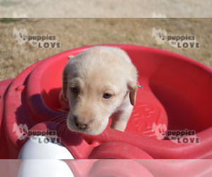 Labrador Retriever Puppy for sale in SANGER, TX, USA
