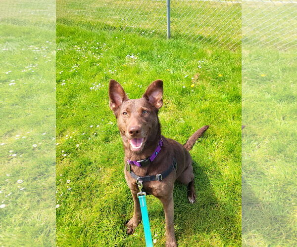 Medium Photo #2 Shepradors Puppy For Sale in Sequim, WA, USA