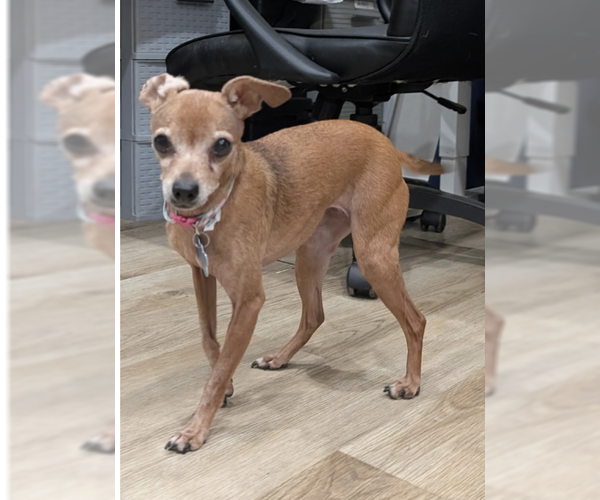 Medium Photo #3 Chihuahua-Unknown Mix Puppy For Sale in Plainfield, IL, USA