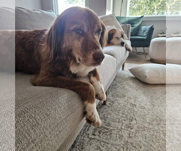 Medium Photo #9 Mutt Puppy For Sale in Rockaway, NJ, USA