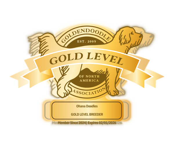 Medium Photo #2 Goldendoodle (Miniature) Puppy For Sale in HALTOM CITY, TX, USA