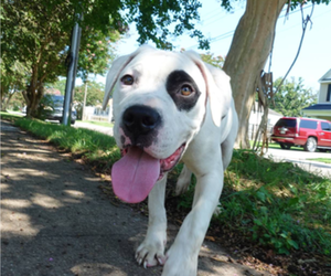 American Pit Bull Terrier-Staffordshire Bull Terrier Mix Puppy for sale in NORFOLK, VA, USA