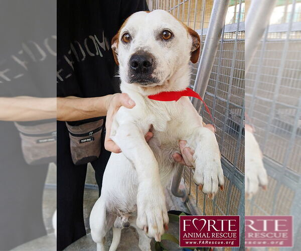 Medium Photo #5 Jack-A-Bee Puppy For Sale in Marina del Rey, CA, USA