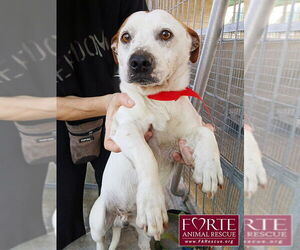 Carlos - Male Jack-A-Bee Dog for Adoption - Photo #5
