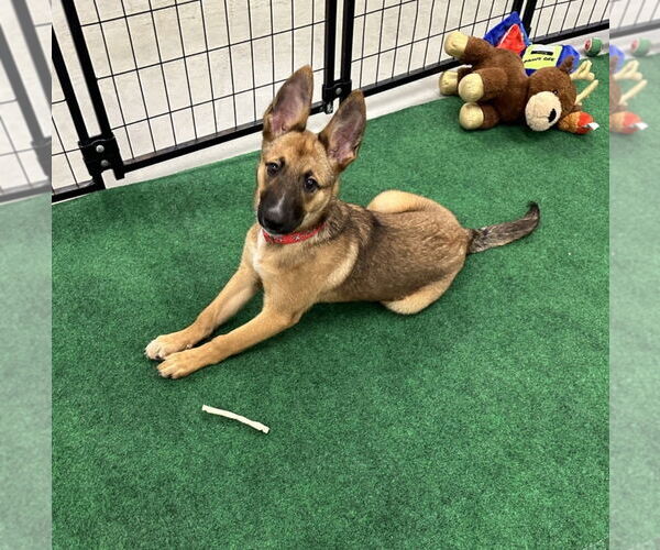 Medium Photo #4 German Shepherd Dog-Unknown Mix Puppy For Sale in Kankakee, IL, USA