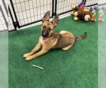 Small #3 German Shepherd Dog Mix