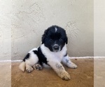 Small Photo #1 Newfoundland Puppy For Sale in FAIR OAKS, TX, USA