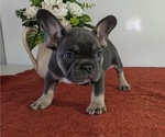 Small Photo #21 French Bulldog Puppy For Sale in GOSHEN, IN, USA