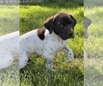 Small #2 German Shorthaired Pointer