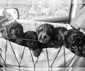 Doodle Puppy for sale in AND, SC, USA