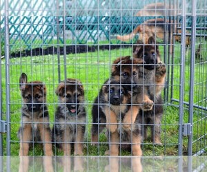 German Shepherd Dog Puppy for sale in TREMONT CITY, OH, USA