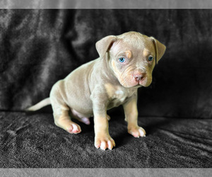 American Bully Puppy for sale in DICKINSON, TX, USA