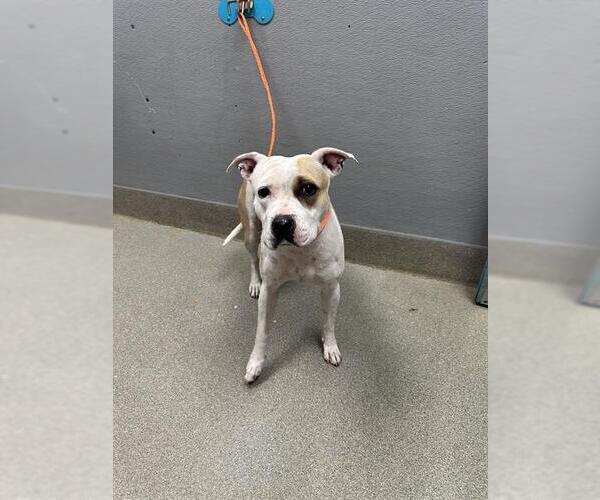 Medium Photo #1 American Pit Bull Terrier-Unknown Mix Puppy For Sale in Las Vegas, NV, USA