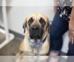Mastiff-Unknown Mix Dogs for adoption in Mountain Home, AR, USA