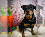 Small #7 Rottweiler Mix