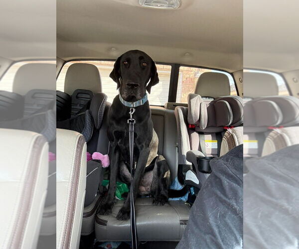 Medium Photo #6 Great Dane-Labrador Retriever Mix Puppy For Sale in Bullard, TX, USA