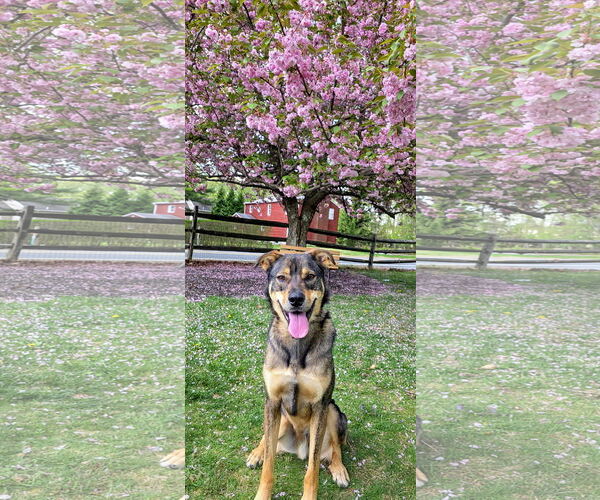 Medium Photo #4 Mutt Puppy For Sale in Rockaway, NJ, USA