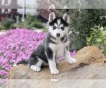 Small Photo #9 Pomsky Puppy For Sale in FRESNO, OH, USA
