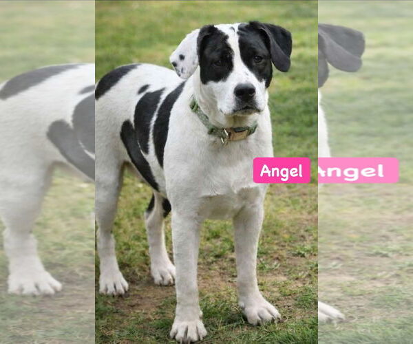 Medium Photo #4 Labrador Retriever-Unknown Mix Puppy For Sale in Alexander, AR, USA