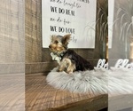 Small #1 Yorkshire Terrier