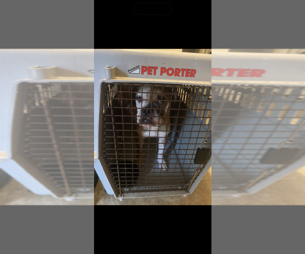 Medium Photo #1 American Bully-English Bulldog Mix Puppy For Sale in DECATUR, GA, USA