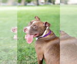 Small #3 American Pit Bull Terrier Mix