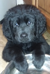 Golden Newfie Puppy for sale in BRACEVILLE, OH, USA