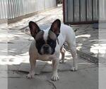 Small Photo #1 French Bulldog Puppy For Sale in TAMPA, FL, USA