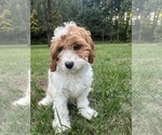 Small #45 Cavapoo-Poodle (Miniature) Mix