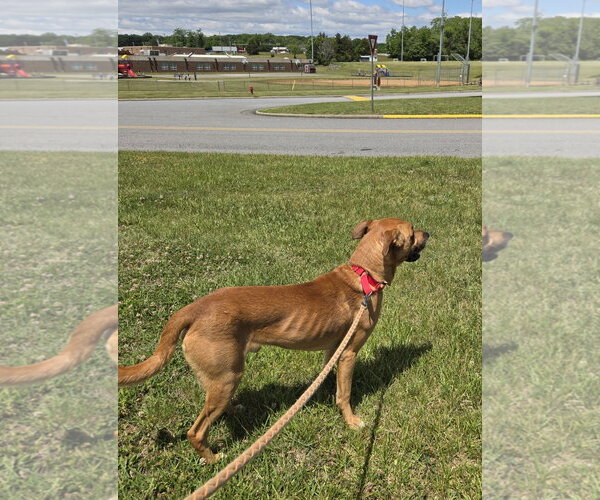 Medium Photo #9 Mutt Puppy For Sale in Rustburg, VA, USA
