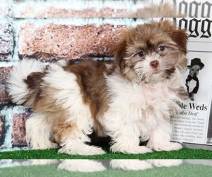 Havanese Puppy for sale in BEL AIR, MD, USA