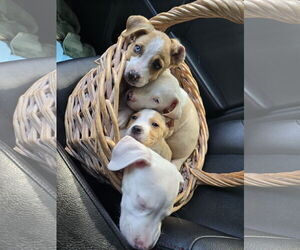 American Pit Bull Terrier-Labrador Retriever Mix Dogs for adoption in The Woodlands, TX, USA