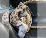 Small American Pit Bull Terrier-Labrador Retriever Mix