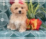 Small Photo #3 Poovanese Puppy For Sale in LAKELAND, FL, USA