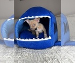 Small Chihuahua