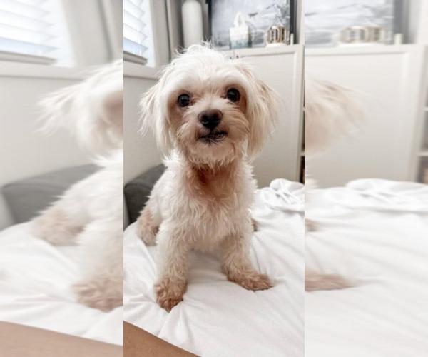 Medium Photo #5 Shih Tzu Puppy For Sale in Tempe , AZ, USA