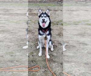 Huskies -Unknown Mix Dogs for adoption in Elmsford, NY, USA