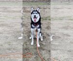 Small Photo #1 Huskies -Unknown Mix Puppy For Sale in Elmsford, NY, USA
