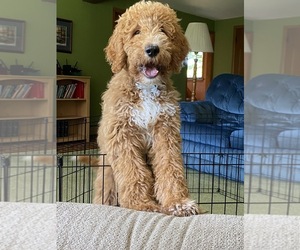 Goldendoodle Puppy for sale in NEOSHO, WI, USA
