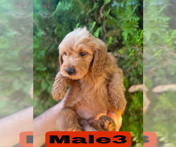 Medium Photo #29 Goldendoodle (Miniature) Puppy For Sale in BAKERSFIELD, CA, USA
